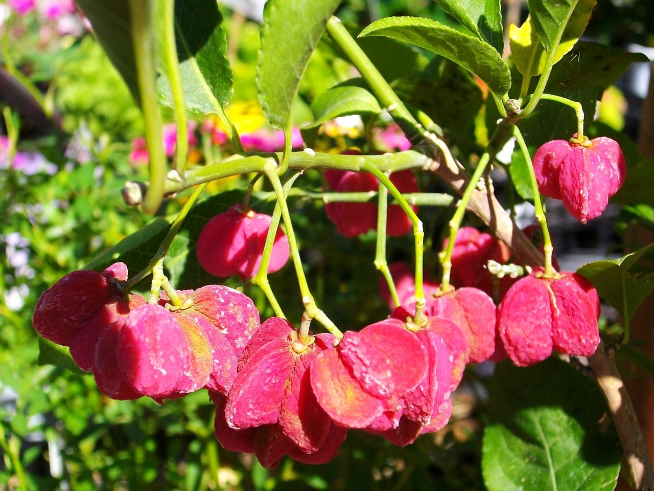神代植物公園 檀 と シーマニア 先代さるく
