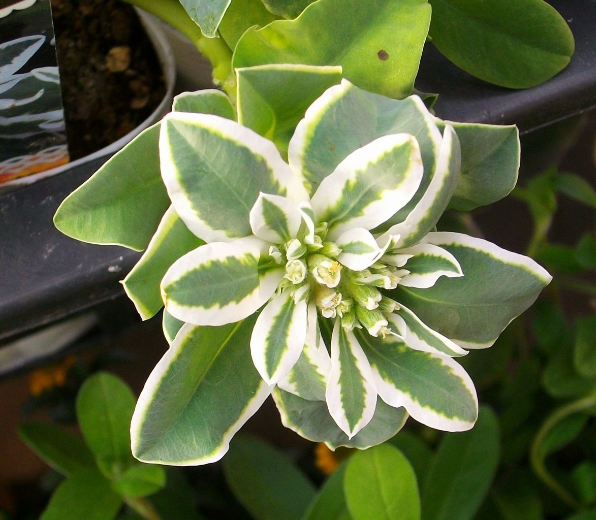 初雪草 先代さるく