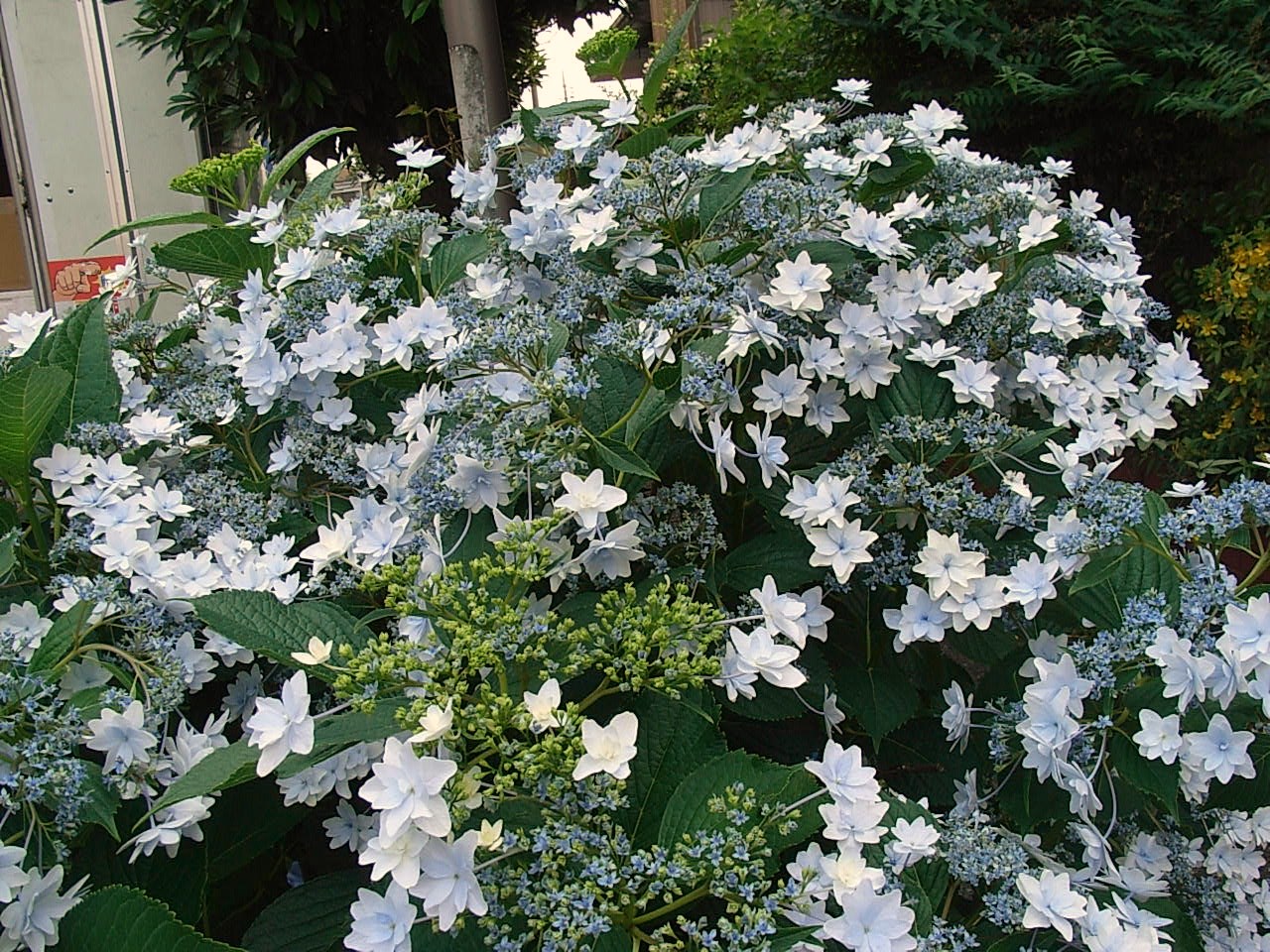 紫陽花 隅田の花火 先代さるく