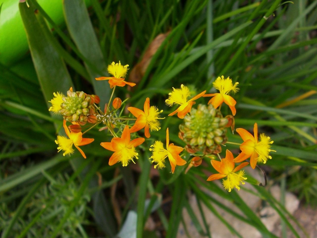 花アロエ ブルビネ 先代さるく
