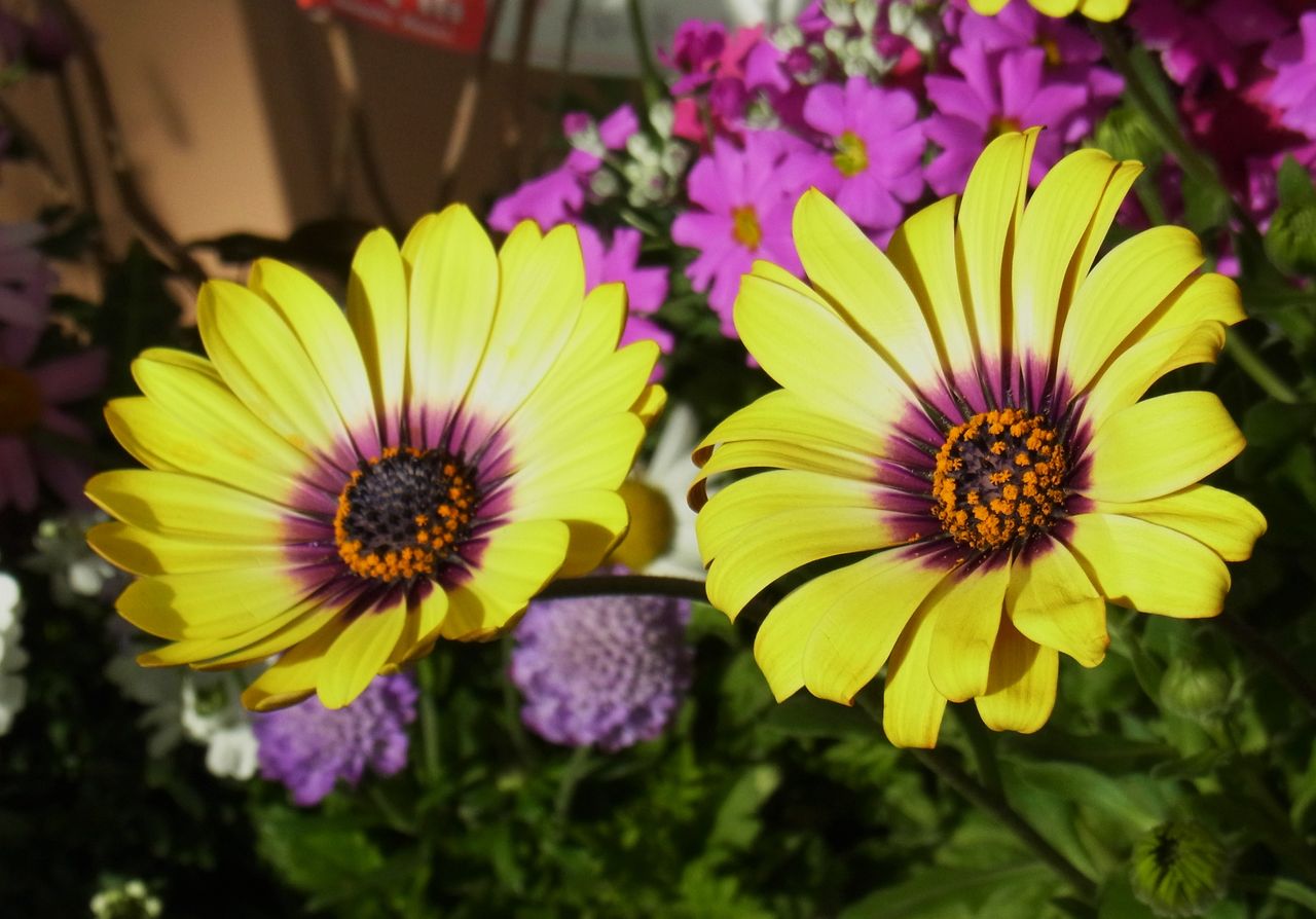 オステオスペルマム アフリカンデージー 先代さるく