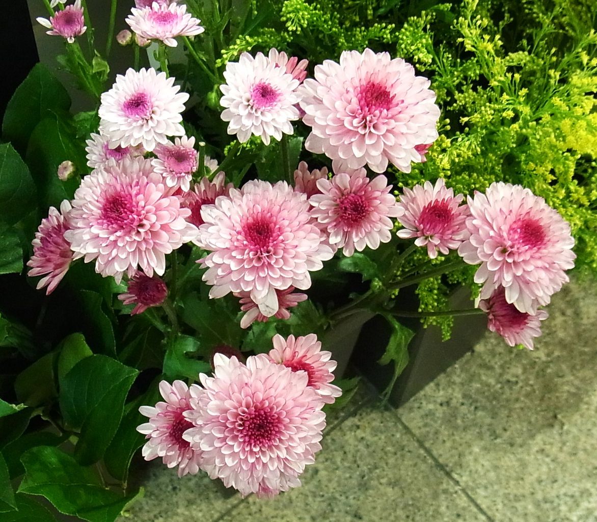 スプレーマム スプレー菊 先代さるく スプレーマム スプレー菊 先代さるく