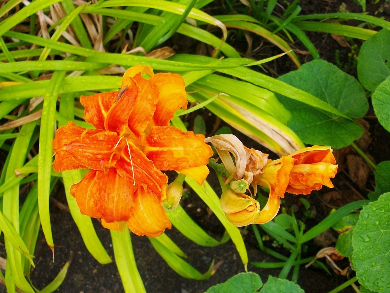 藪萱草 萱草 わすれぐさ 先代さるく