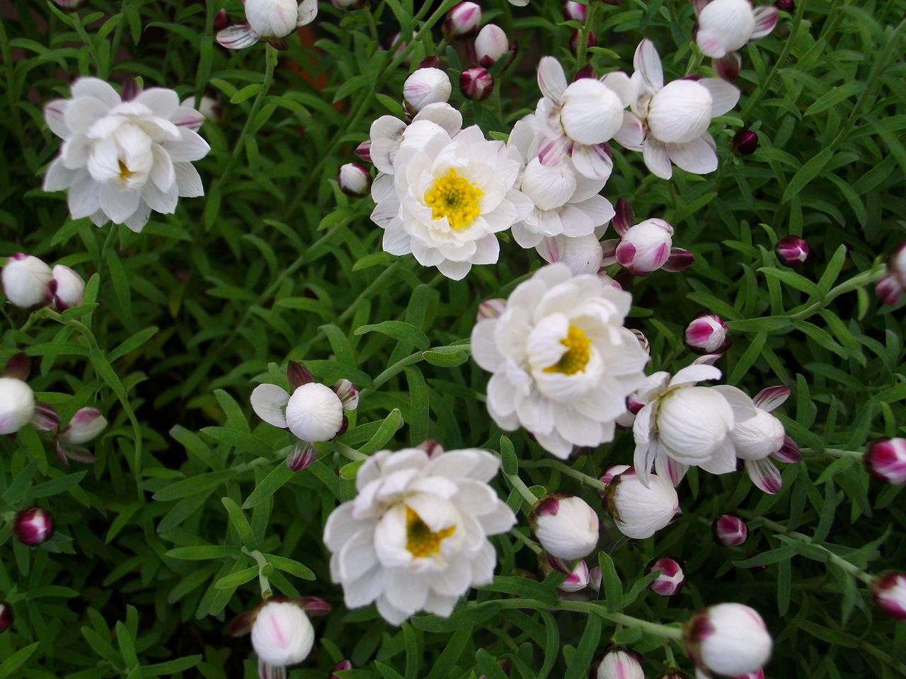 アクロクリニウム 花簪 先代さるく