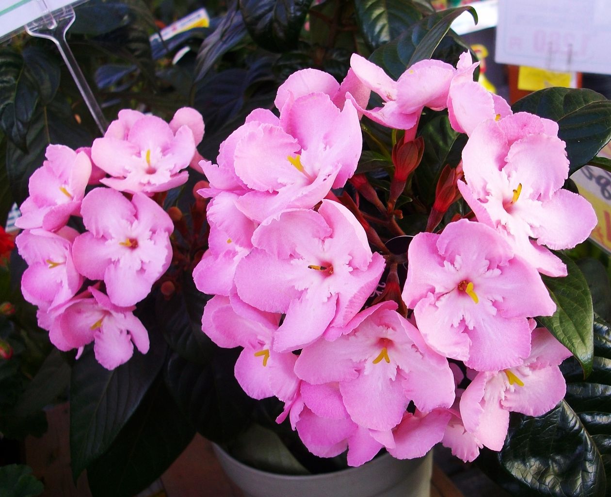 ルクリア 匂い桜 アッサム匂い桜 先代さるく