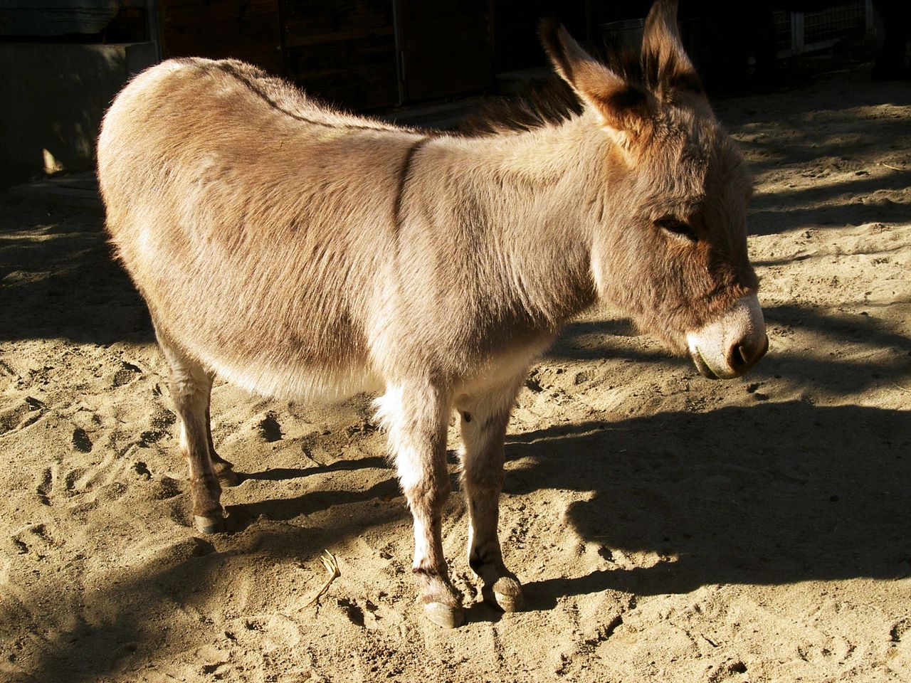 上野動物園 ロバ 先代さるく 上野動物園 ロバ 先代さるく