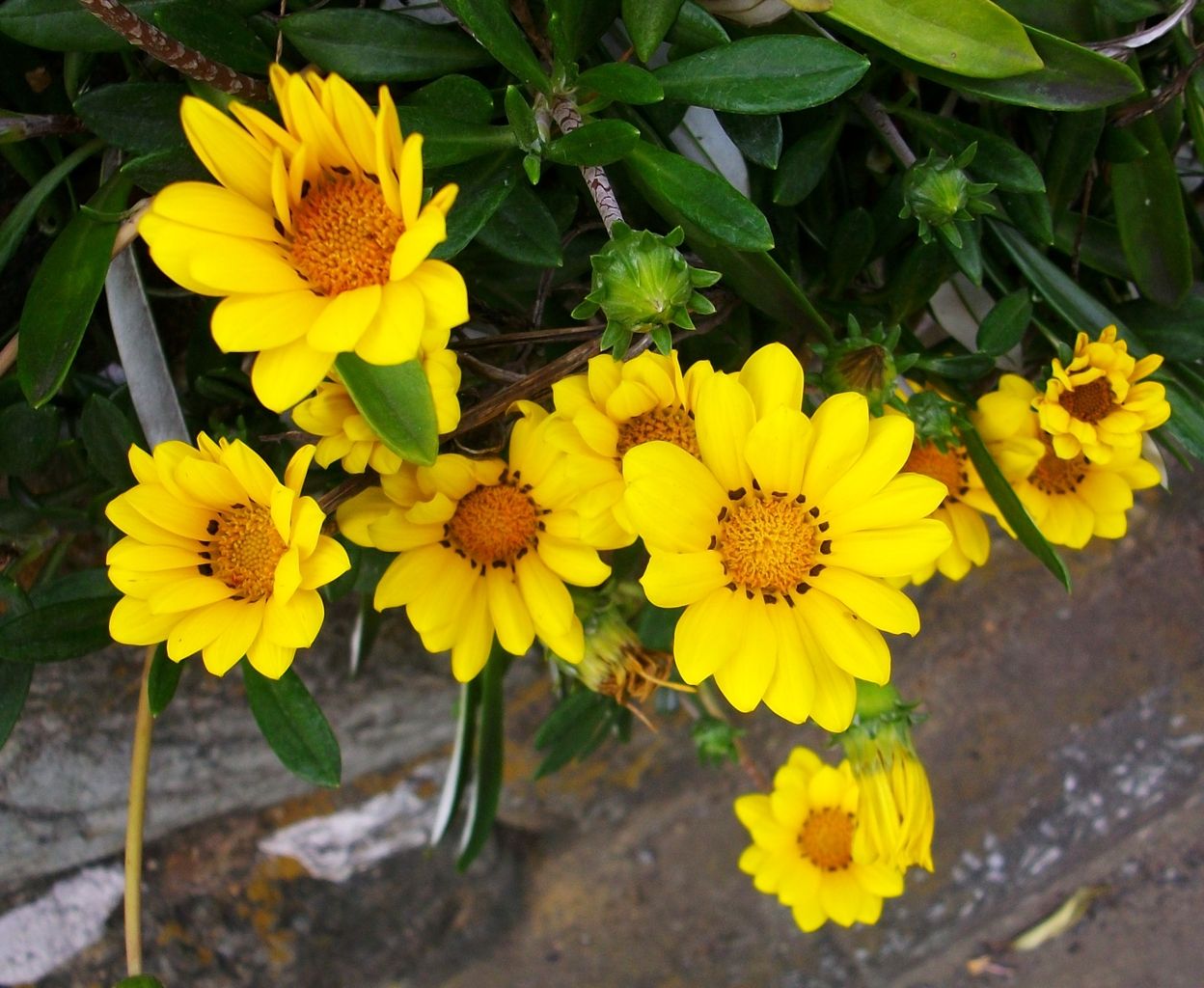 カザニア 勲章菊 先代さるく カザニア 勲章菊 先代さるく