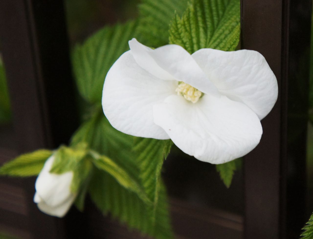 歳時記 春 山吹 面影草 先代さるく