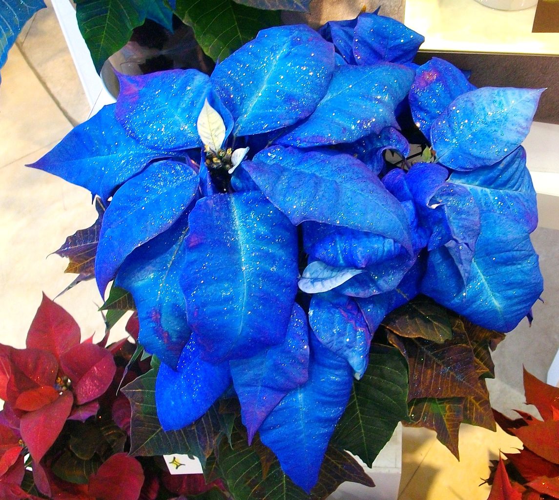 ポインセチア 先代さるく