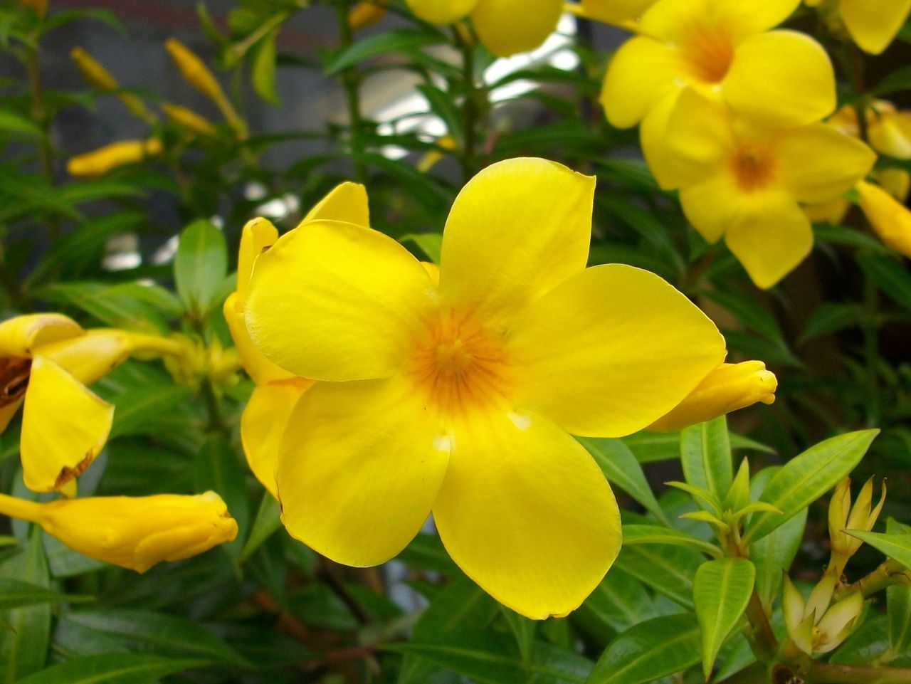 イエロー アラマンダ 有明葛 先代さるく