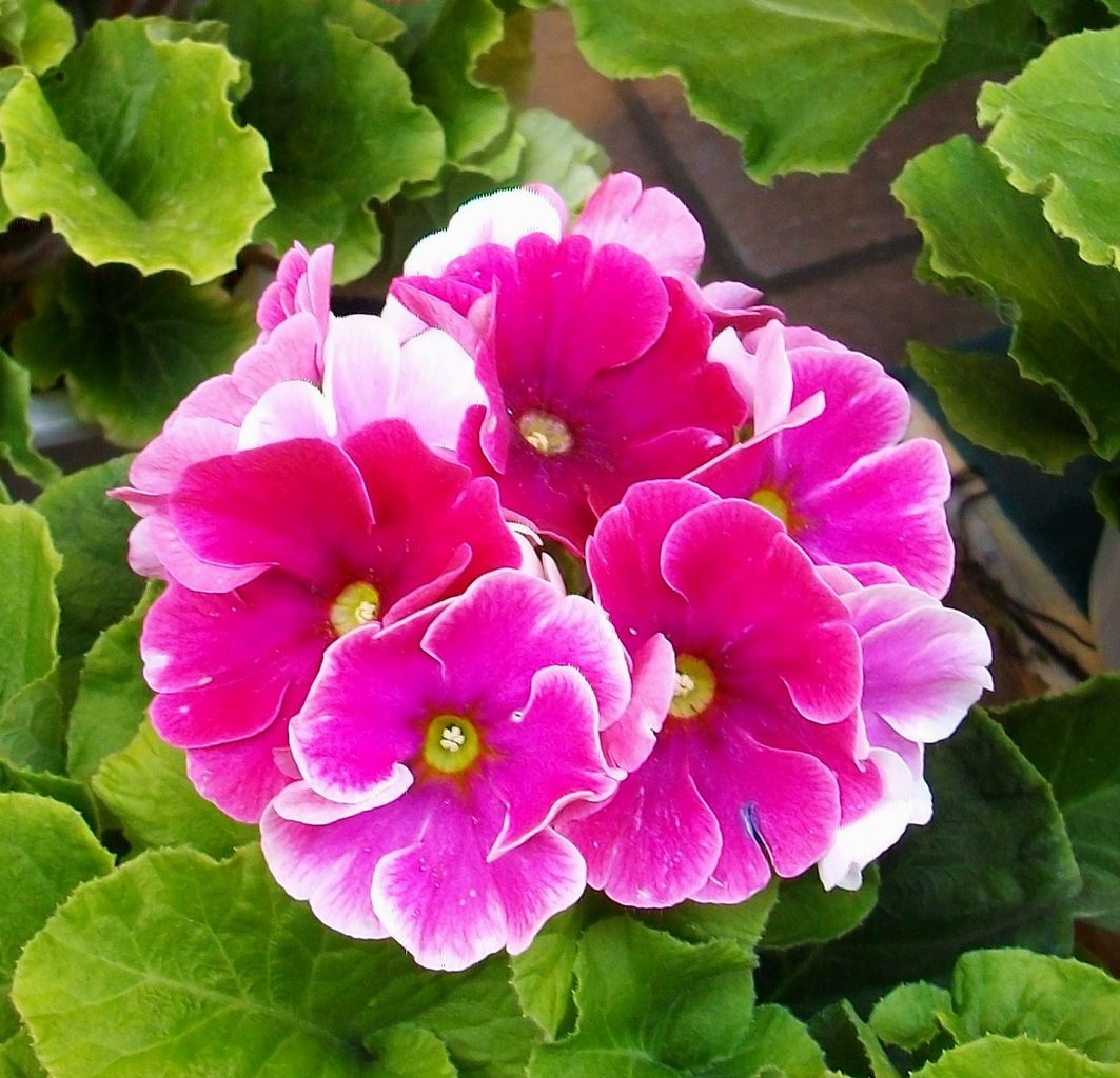 常盤桜