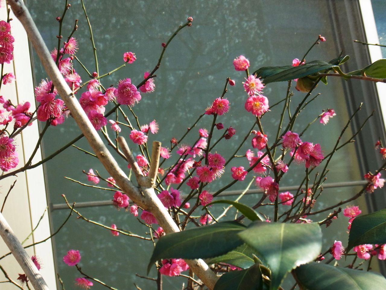 梅 好文木 木の花 春告草 風待草 先代さるく