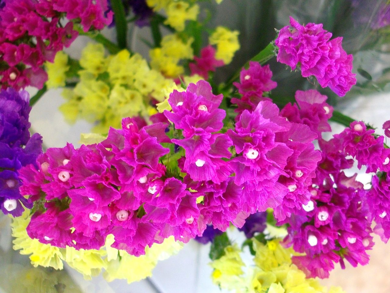 スターチス リモニウム 花浜匙 先代さるく