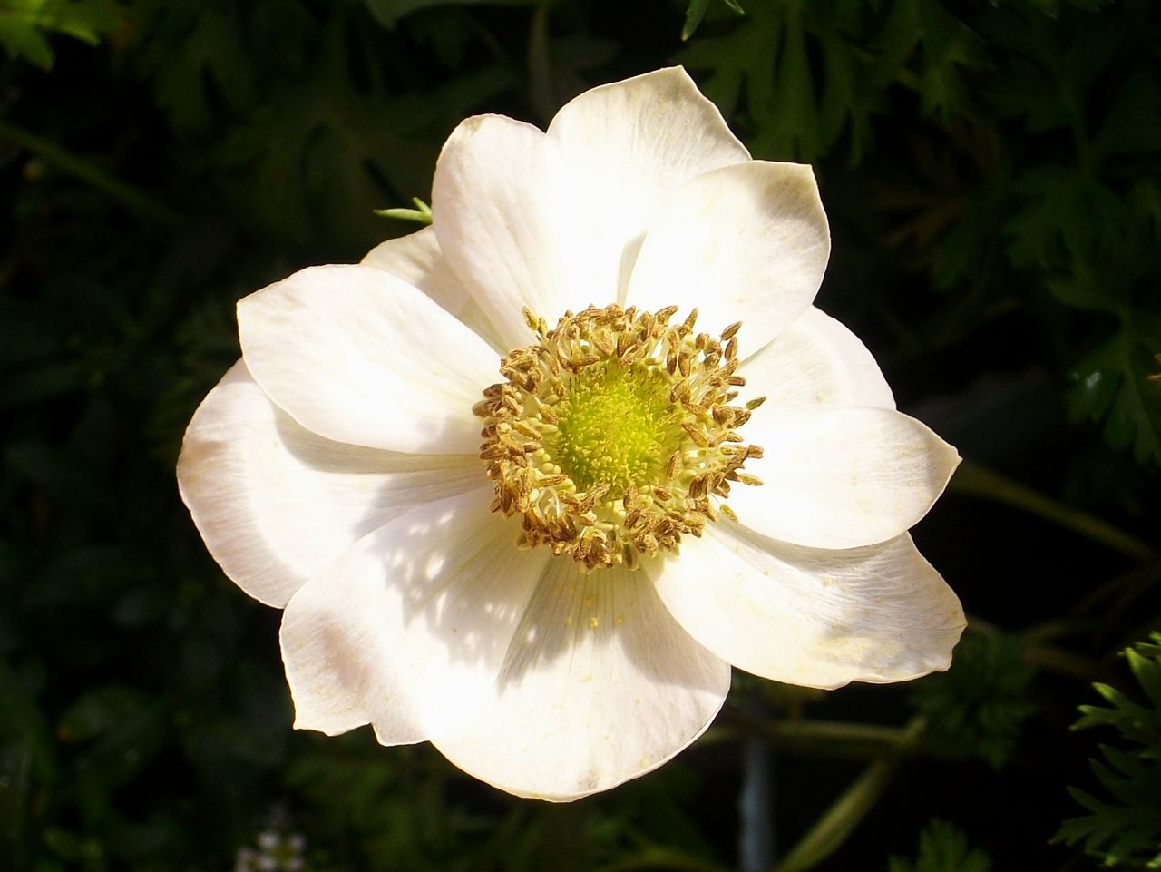 アネモネ 牡丹一華 花一華 紅花翁草 先代さるく