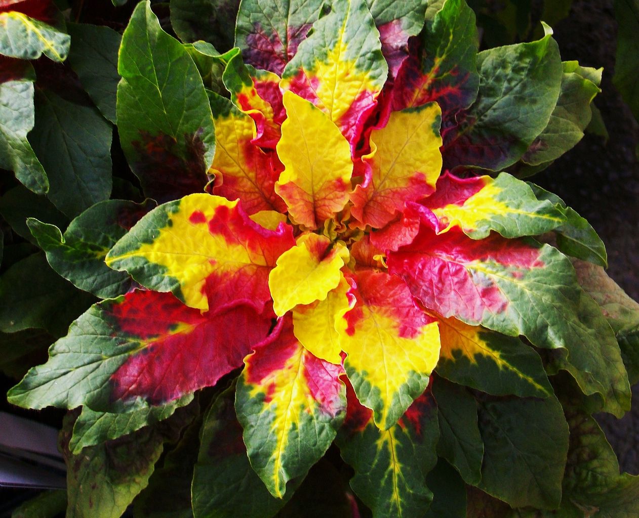 葉鶏頭 雁来紅 先代さるく