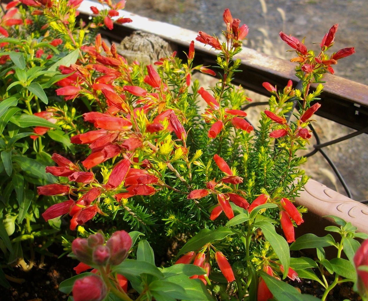 シーマニア 先代さるく