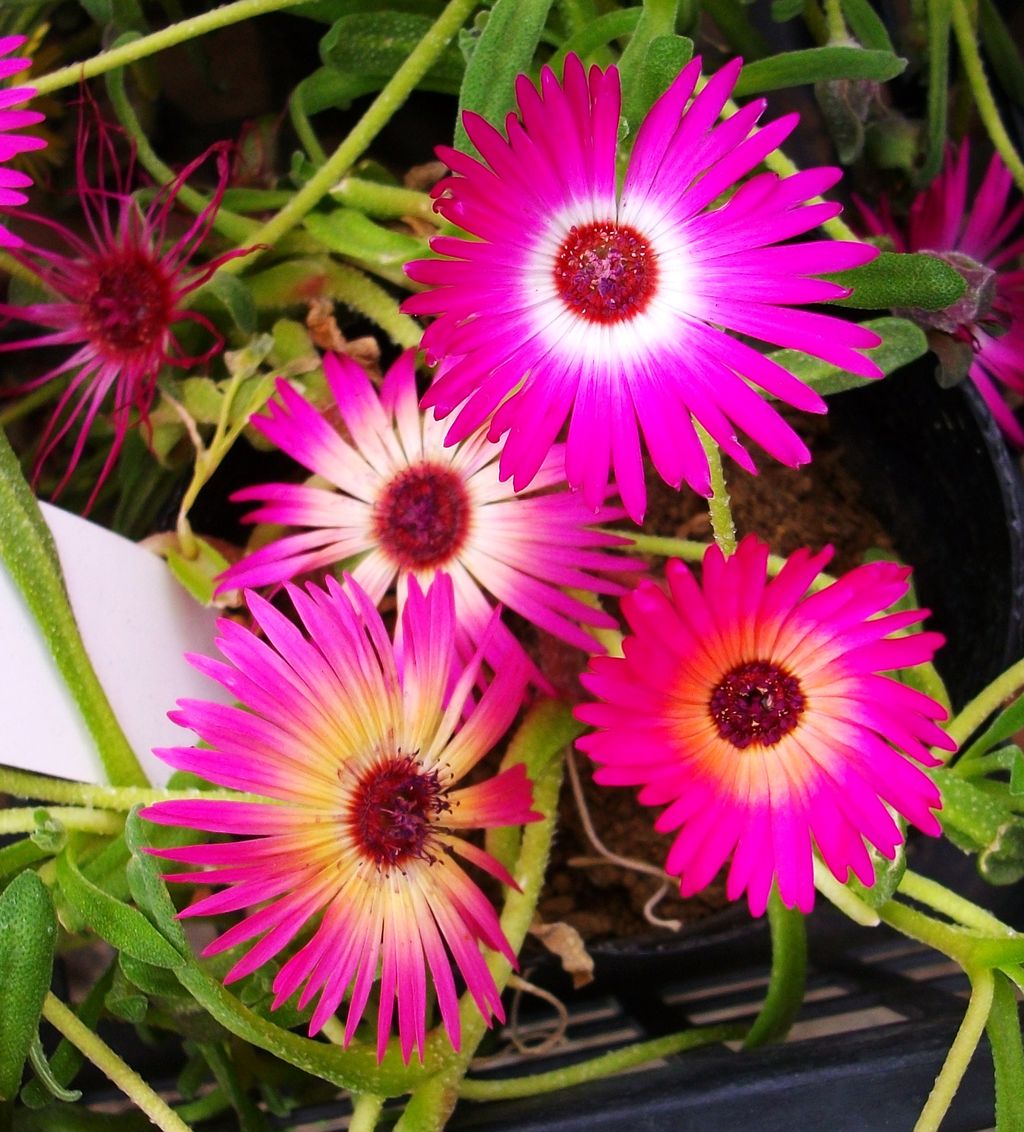 リビングストン デージー 紅玻璃 先代さるく