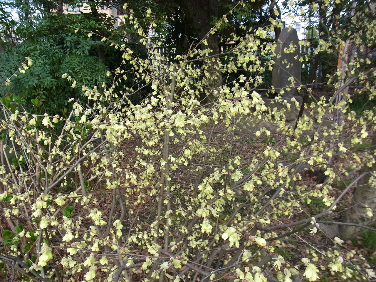 向島百花園 了 日向水木 伊予水木 先代さるく