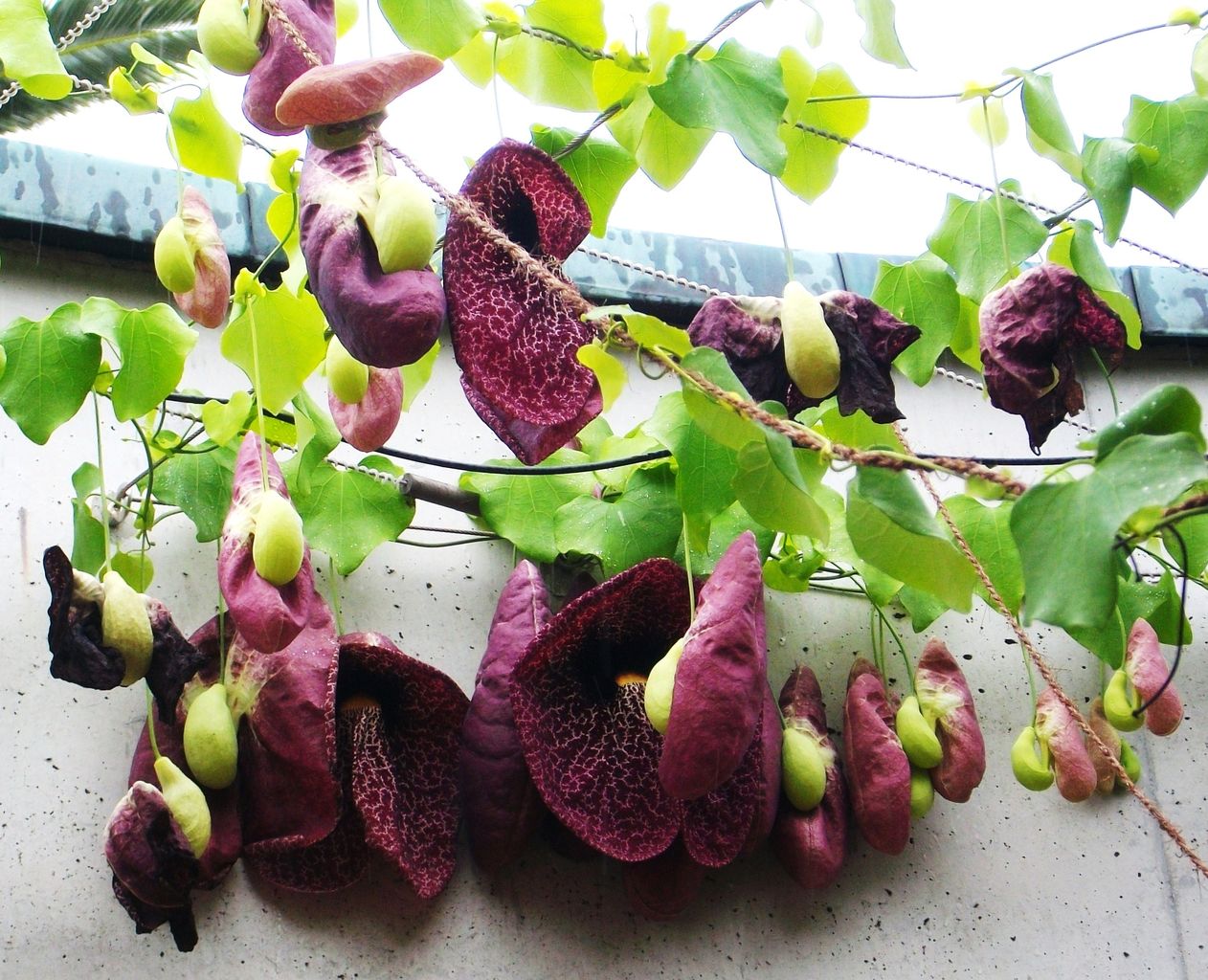 東京さるく １６２ 夢の島熱帯植物館の花 先代さるく