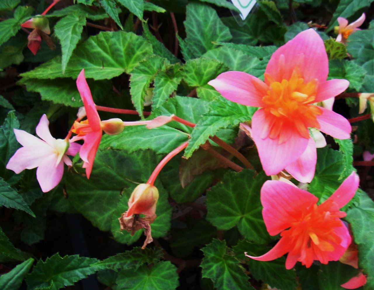 球根ベゴニア 先代さるく