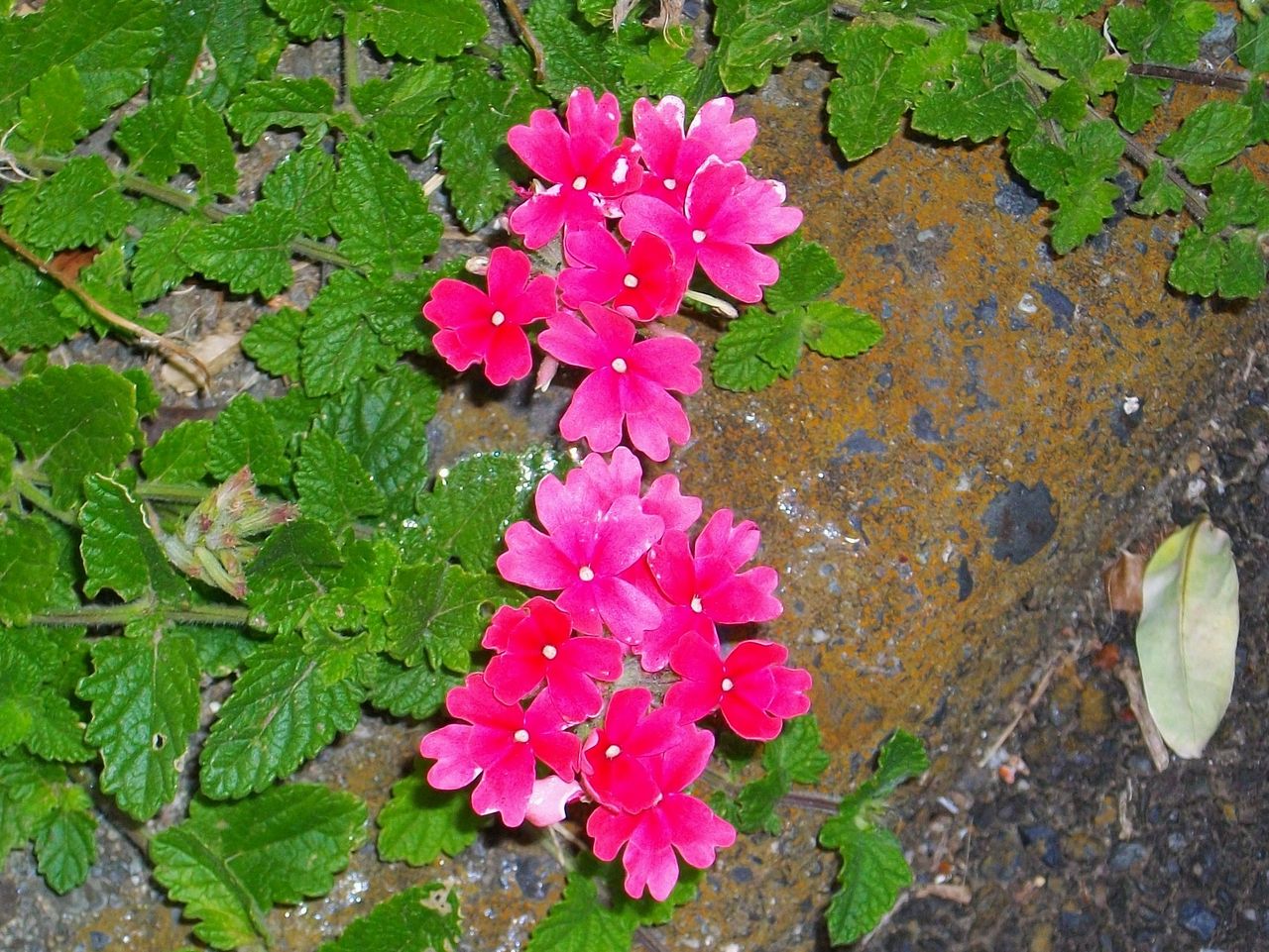 バーベナ 美女桜 先代さるく