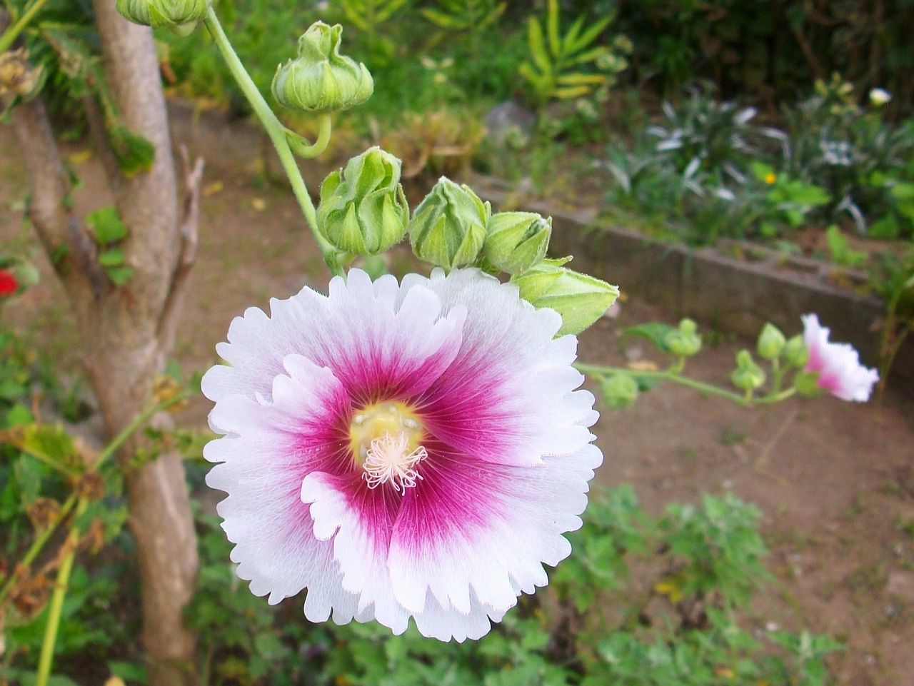 立葵 葵 花葵 梅雨葵 唐葵 ホリホック 先代さるく 立葵 葵 花葵 梅雨葵 唐葵 ホリホック 先代さるく