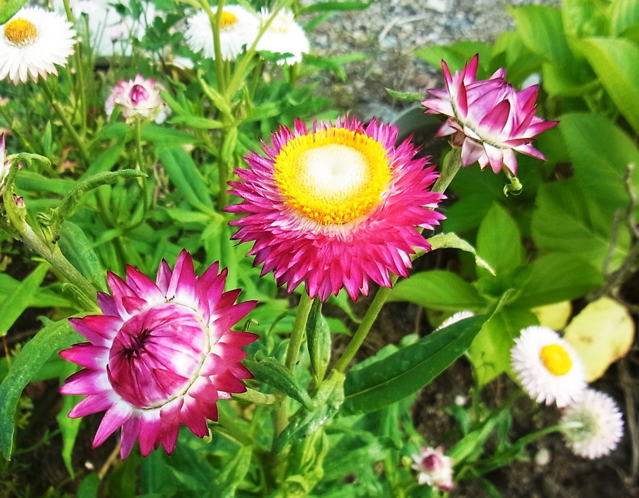 ヘリクリサム 帝王貝細工 先代さるく