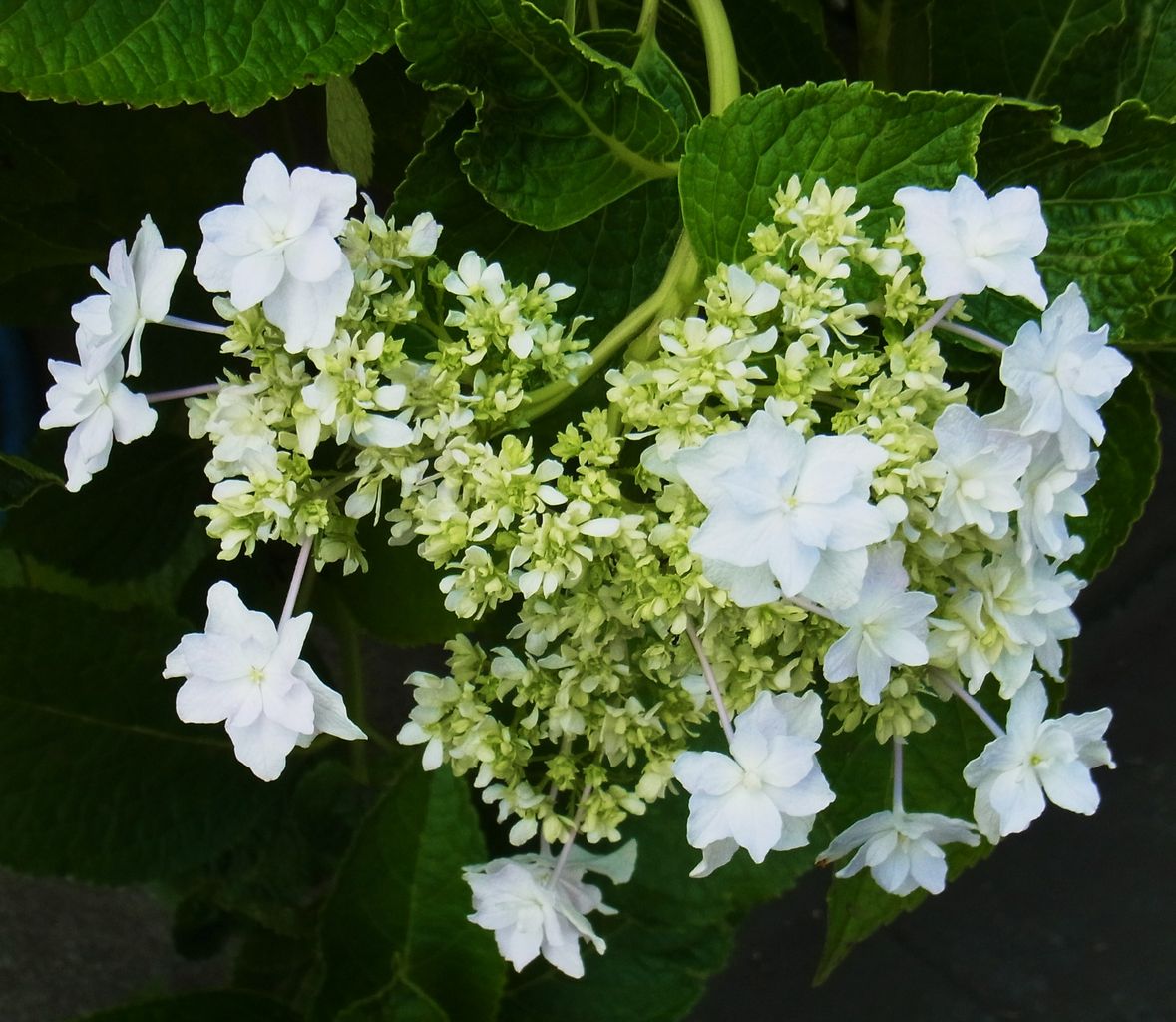 額紫陽花 墨田の花火 先代さるく