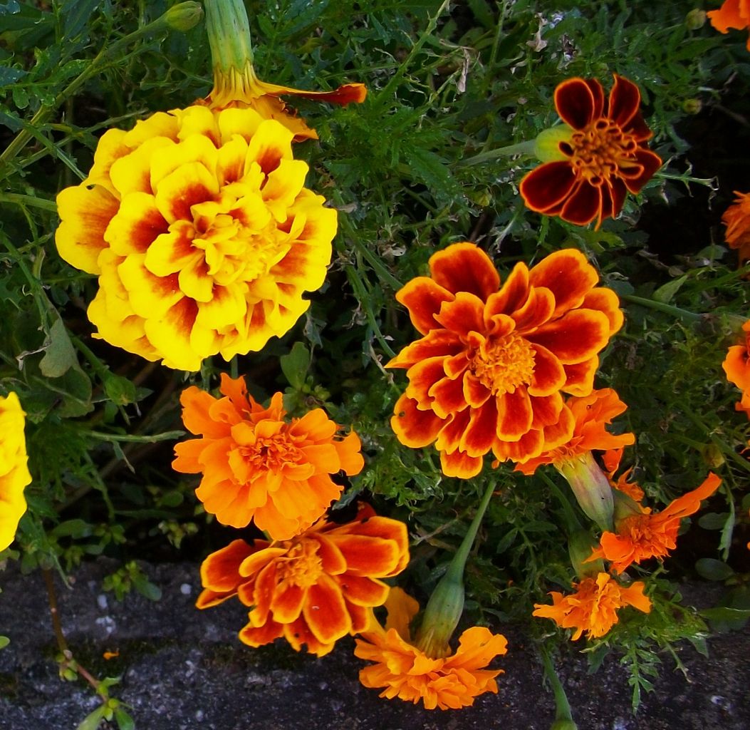 フレンチマリーゴールド 紅黄草 万寿草 先代さるく フレンチマリーゴールド 紅黄草 万寿草 先代さるく