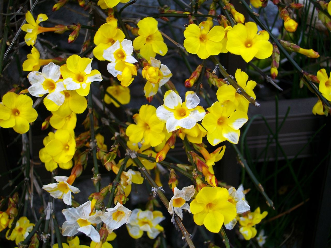 黄梅 迎春花 先代さるく 黄梅 迎春花 先代さるく