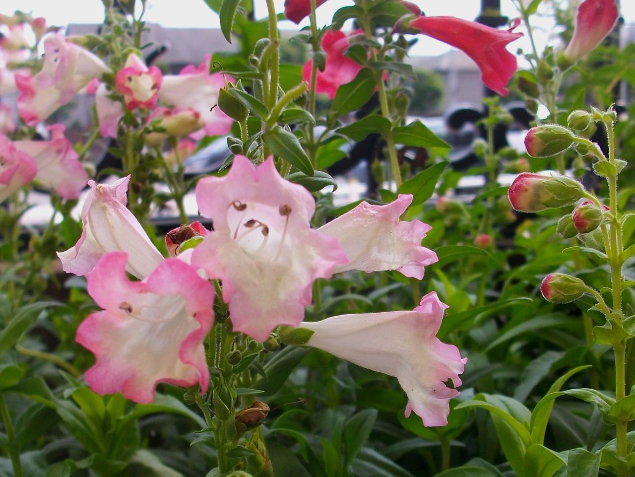 ペンステモン 先代さるく