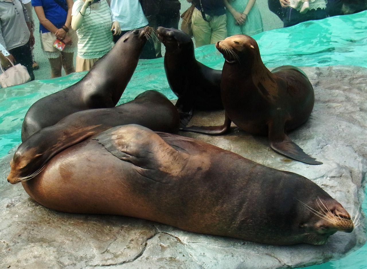 上野動物園 オットセイ と 北極熊 先代さるく