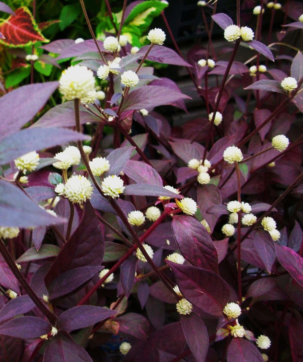 赤葉千日紅 レッドフラッシュ アルテルナンテラ 先代さるく