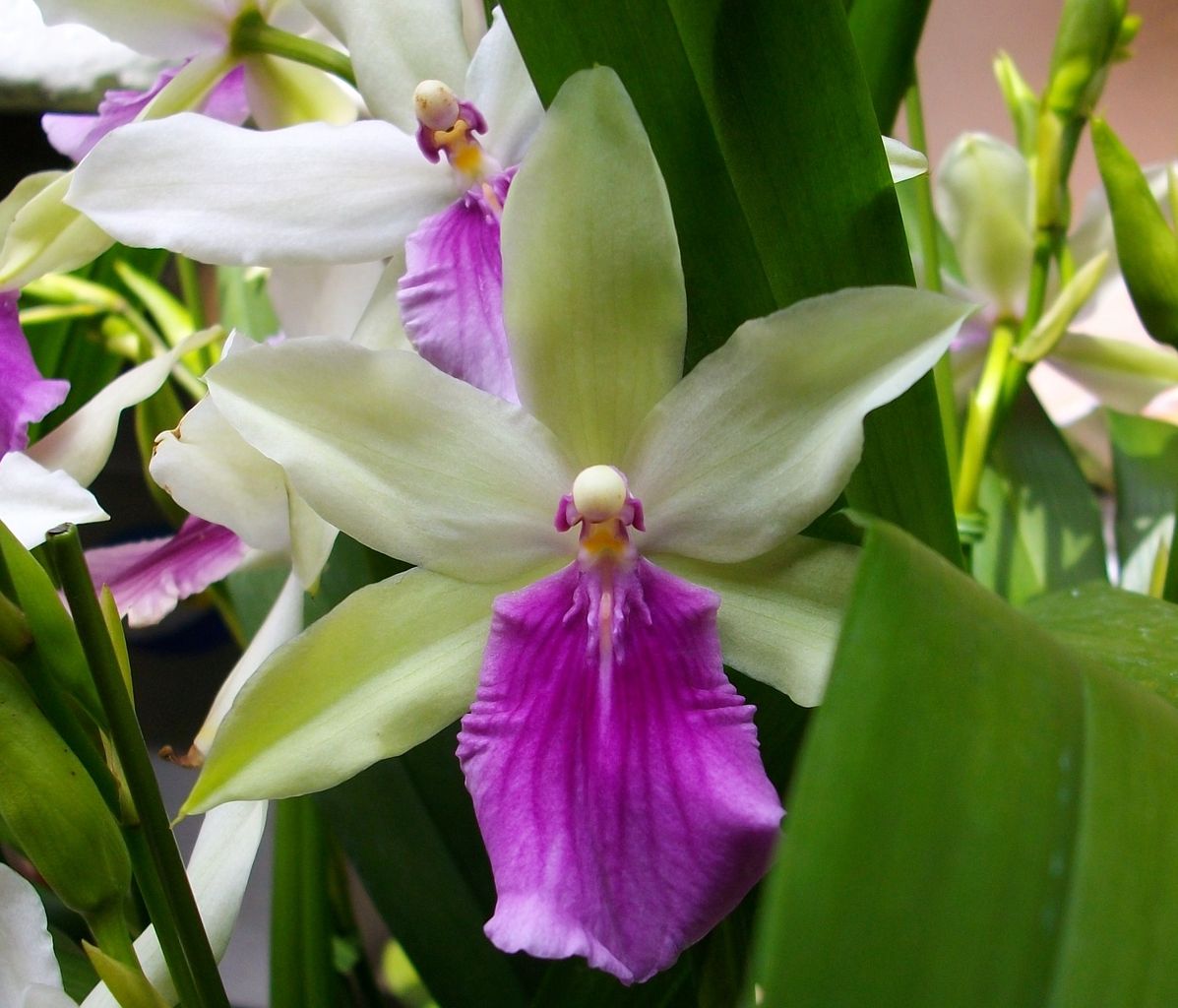 ミルトニア パンジー オーキッド 先代さるく