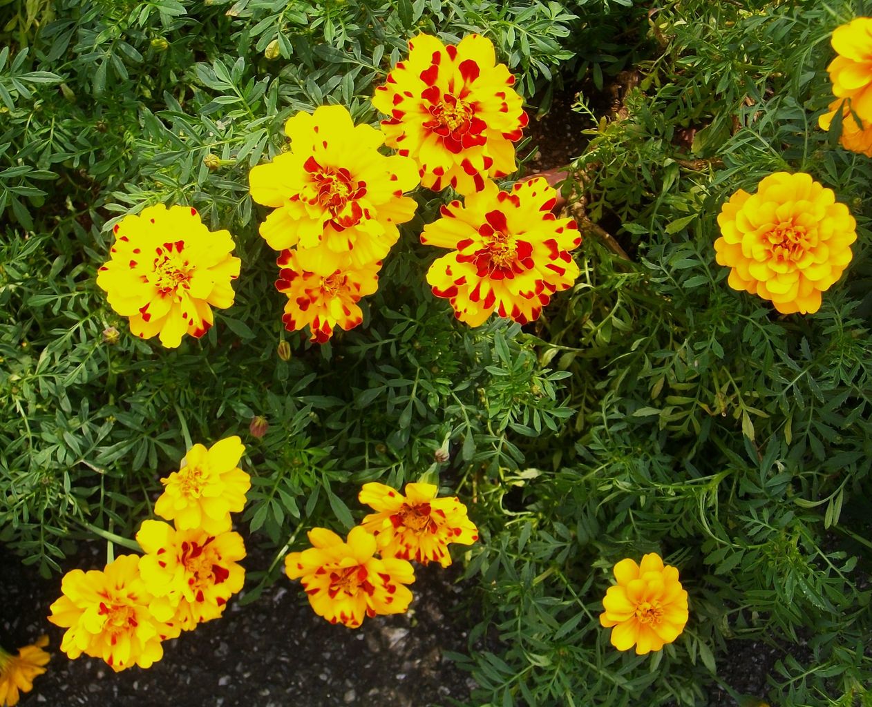 フレンチマリーゴールド 紅黄草 先代さるく フレンチマリーゴールド 紅黄草 先代さるく