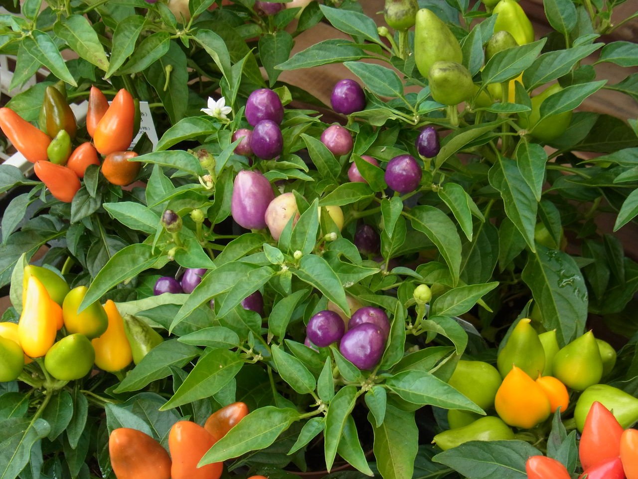 五色唐辛子 観賞用唐辛子 先代さるく 五色唐辛子 観賞用唐辛子 先代さるく