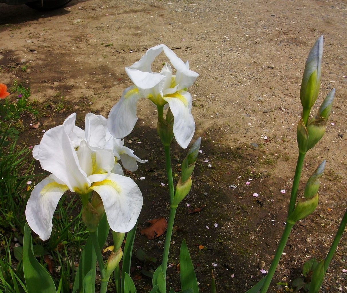 ダッチアイリス オランダ文目 先代さるく ダッチアイリス オランダ文目 先代さるく