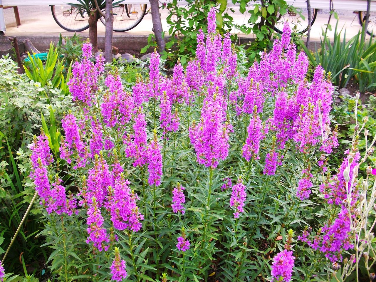 禊萩 盆花 精霊花 千屈菜 溝萩 先代さるく