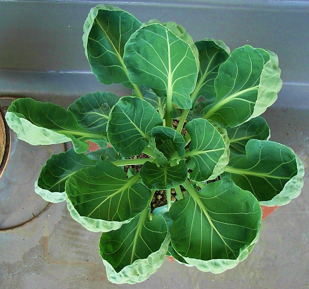 芽キャベツ 姫甘藍 子持甘藍 先代さるく