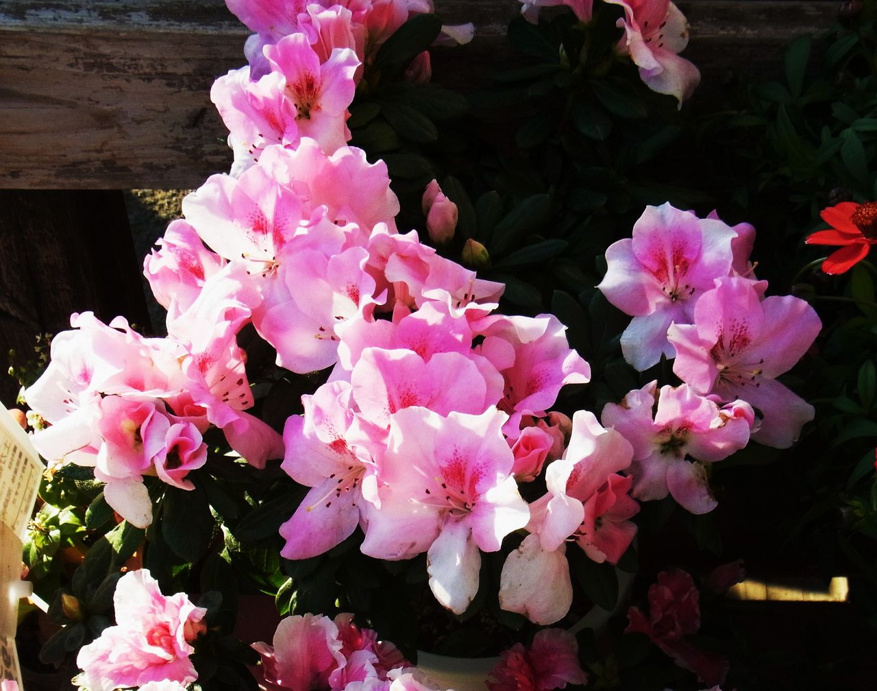 アザレア 西洋ツツジ 先代さるく アザレア 西洋ツツジ 先代さるく