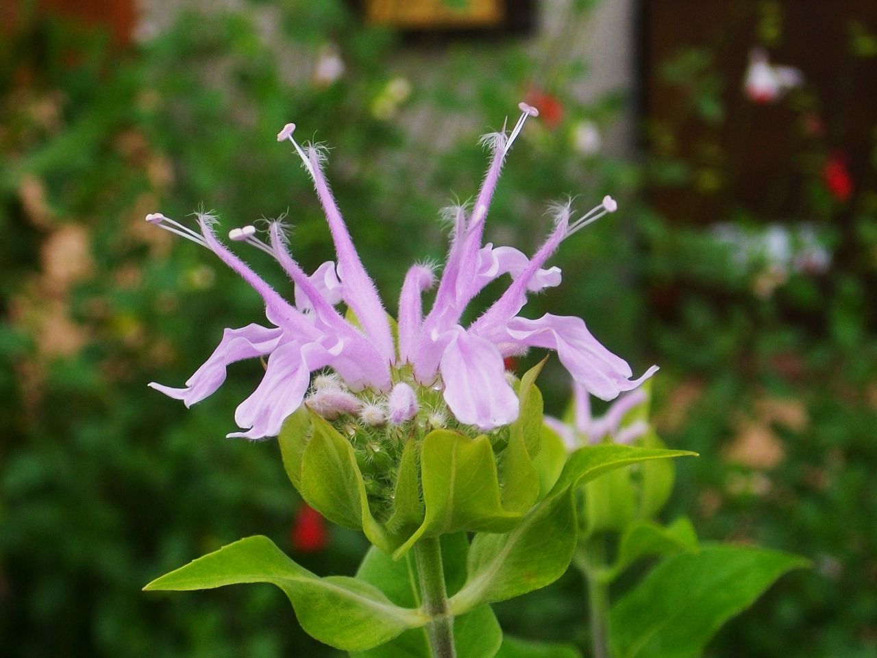 モナルダ ベルガモット 矢車薄荷 松明花 先代さるく