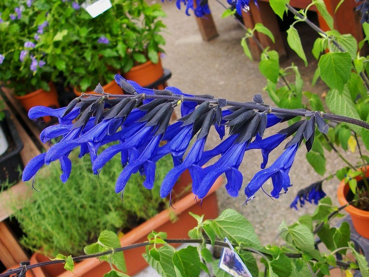 サルビア ガラニチカ メドーセージ 先代さるく