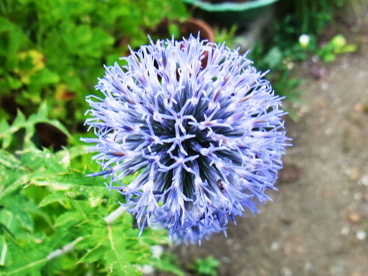 エキノプス 瑠璃玉薊 ブルーボール 先代さるく エキノプス 瑠璃玉薊 ブルーボール 先代さるく