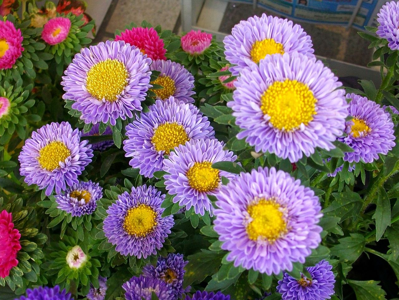 アスター 蝦夷菊 薩摩菊 チャイナアスター 先代さるく アスター 蝦夷菊 薩摩菊 チャイナアスター 先代さるく