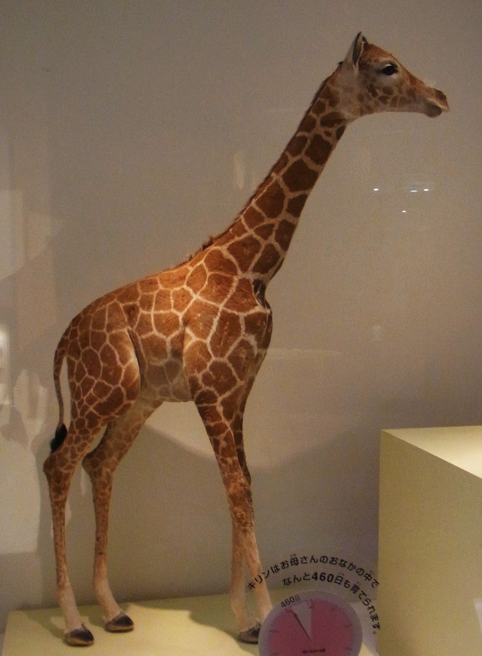 ツノのある動物図鑑 キリン BOX 国立科学博物館