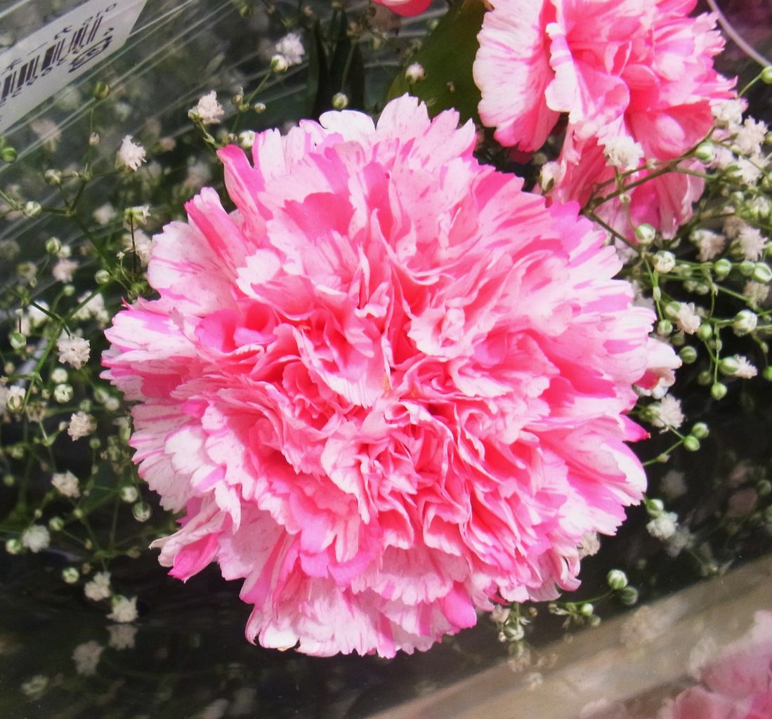 カーネーション オランダ石竹 アンジャベル 先代さるく カーネーション オランダ石竹 アンジャベル 先代さるく