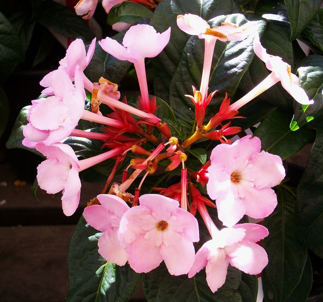 アッサム匂い桜 ルクリア 先代さるく