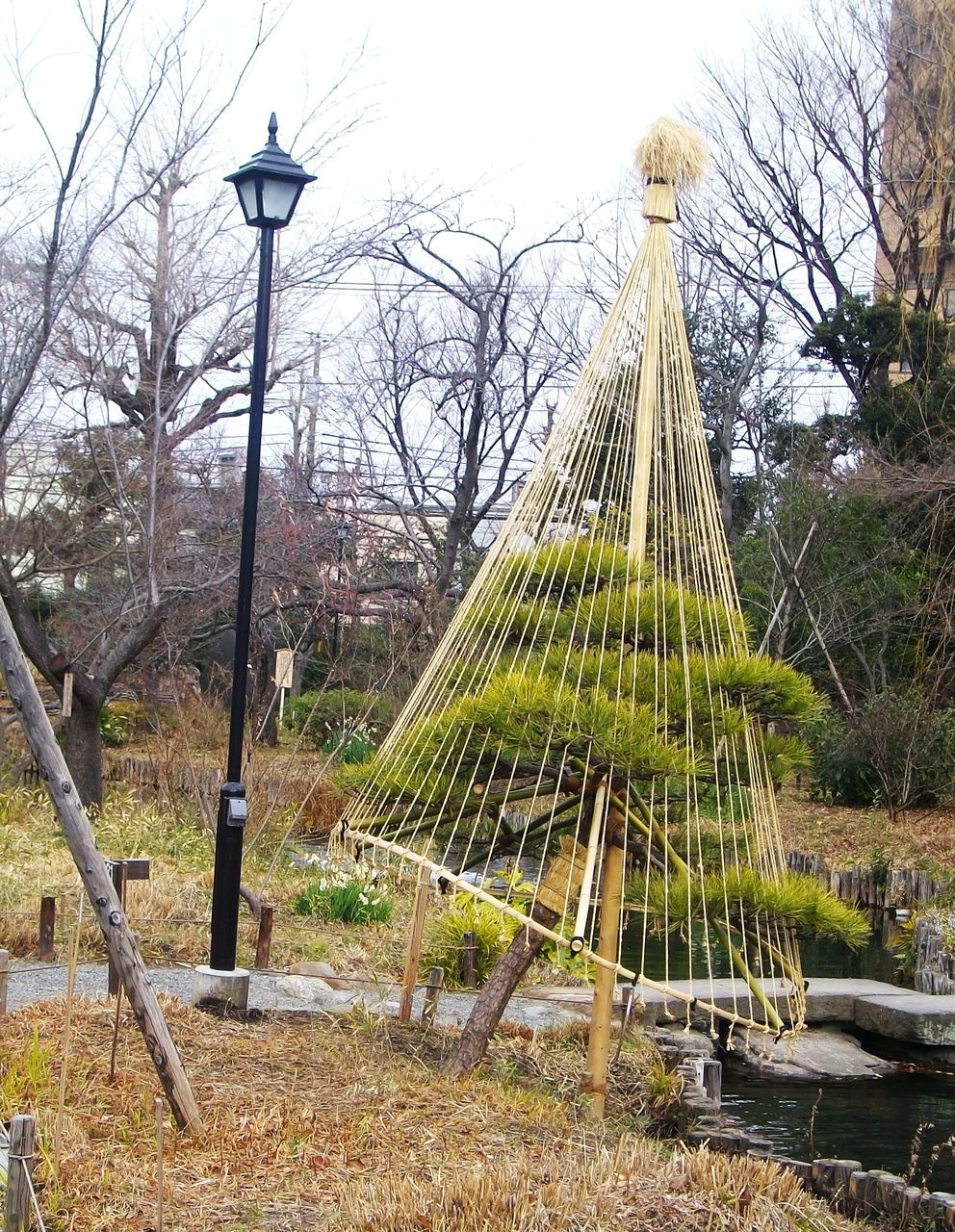 東京さるく ９ 向島百花園 冬囲い 雪吊り 先代さるく