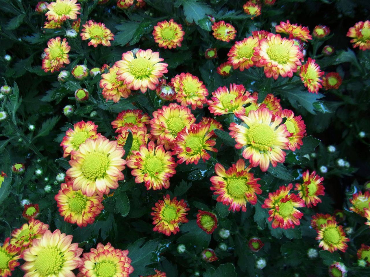 ポットマム ピコ 先代さるく