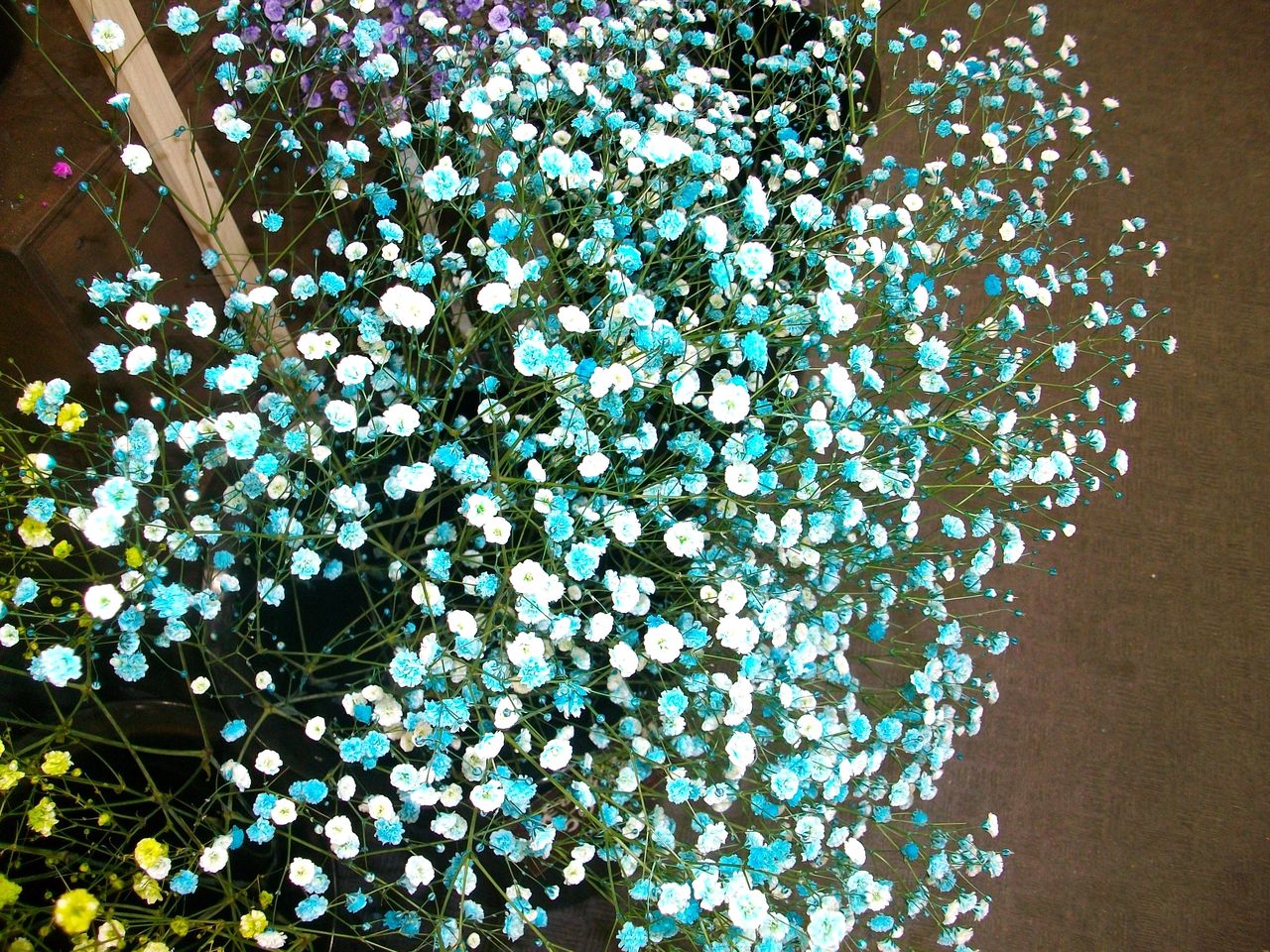 霞草 花糸撫子 群撫子 先代さるく